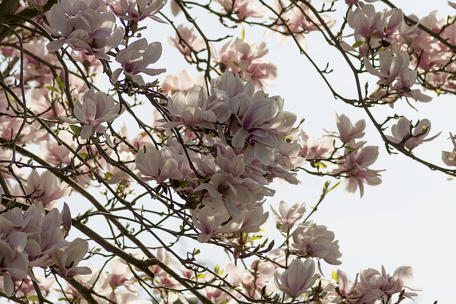 cherry blossoms, nature, spring, spring awakening, pink, flowering plant HD wallpaper