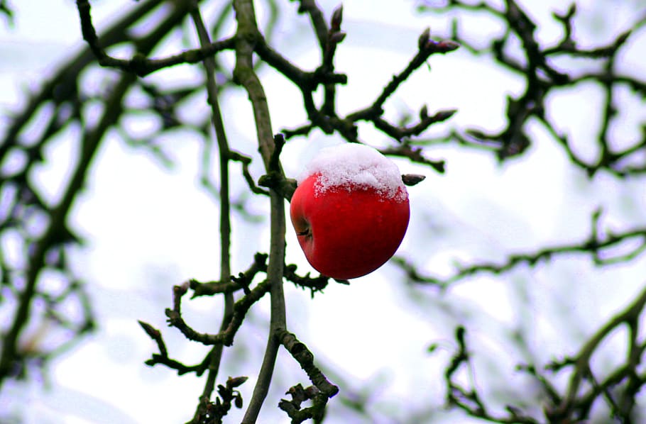 tree, january, winter, apple, snow, cold, branch, sad, fruit, HD wallpaper