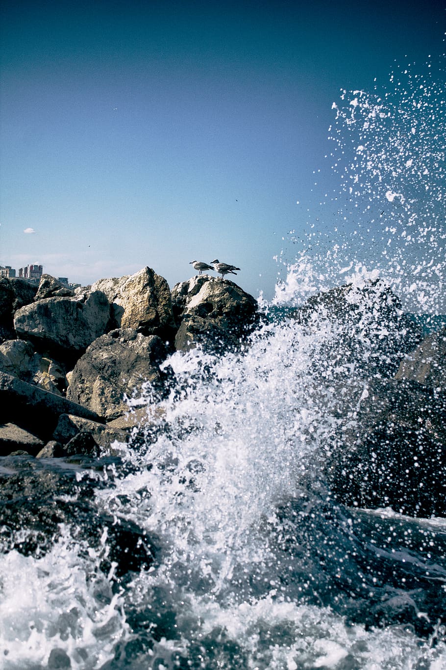 romania, constanța, wave, bird, sea, motion, water, splashing HD wallpaper