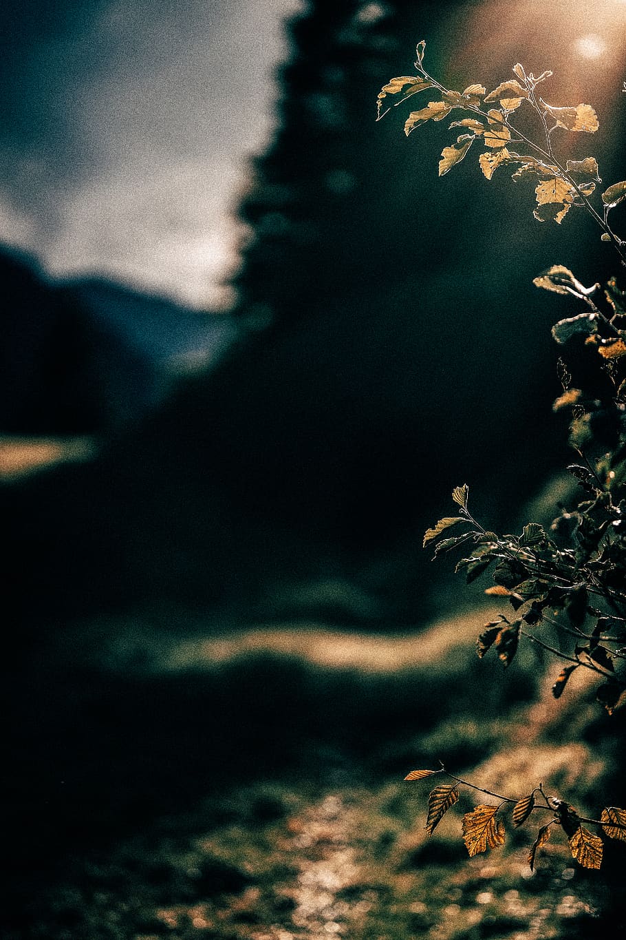 Selective Focus Photography Of Plant, macro, nature, tree, no people HD wallpaper