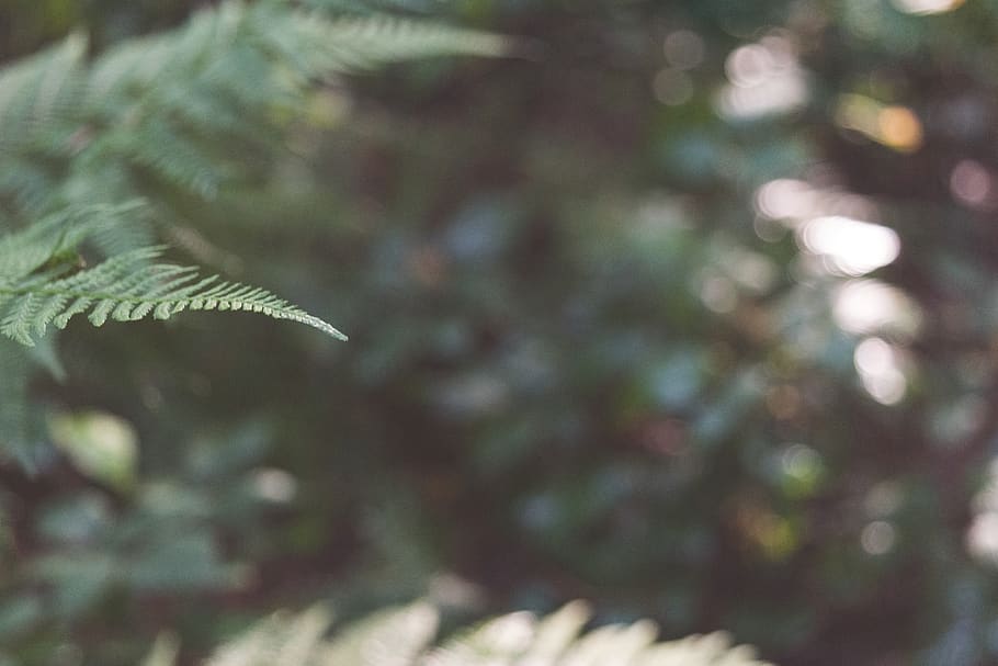 fern, forest, bokeh, plant, nature, no people, leaf, plant part, HD wallpaper