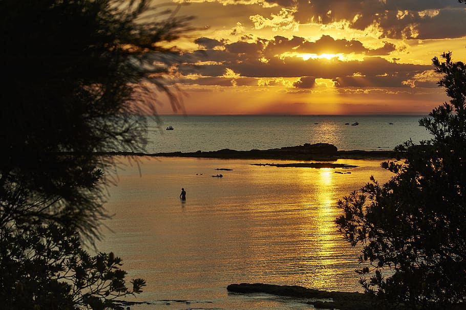 australia, beaumaris, trees, sunset, beach, swimmer, water HD wallpaper