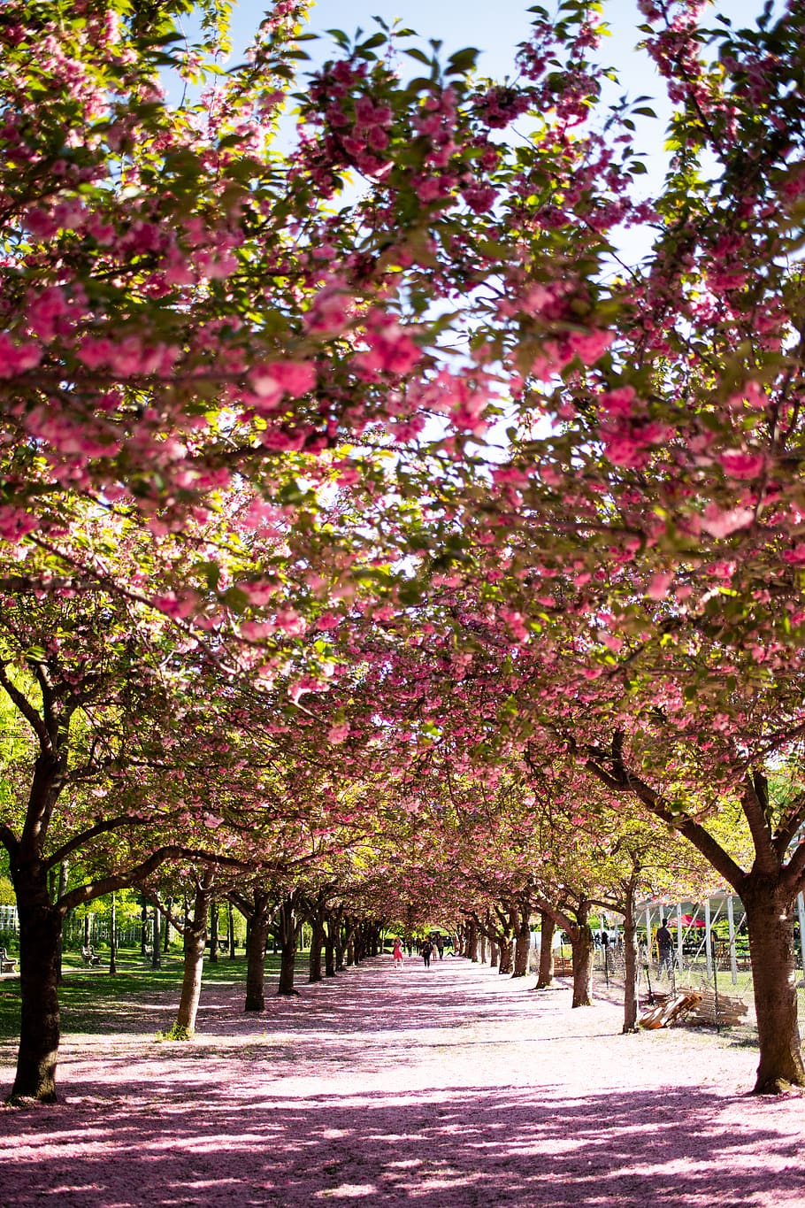 pathway between pink flowering tree, plant, growth, beauty in nature HD wallpaper