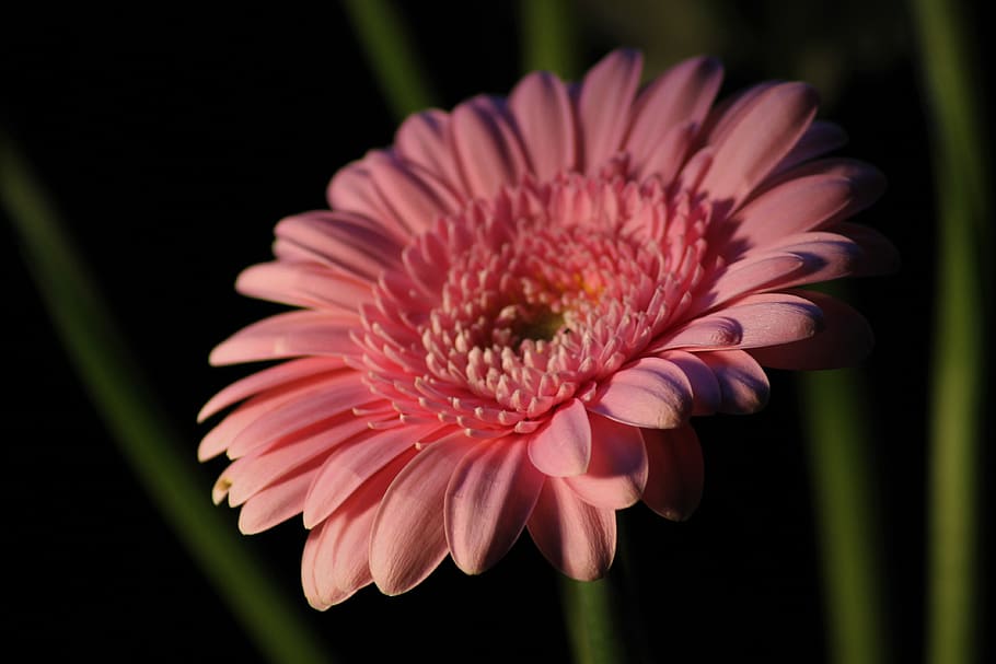 gerbera, background, nature, macro, flower, flowers, summer HD wallpaper