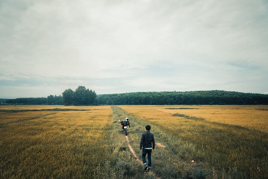 wilderness, supertramp, feild, landscape, vietnam, field, plant HD wallpaper