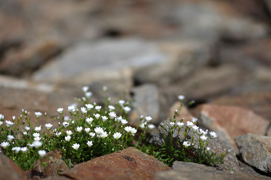 flora, flower, rock, nature, plant, blossom, botany, botanical HD wallpaper