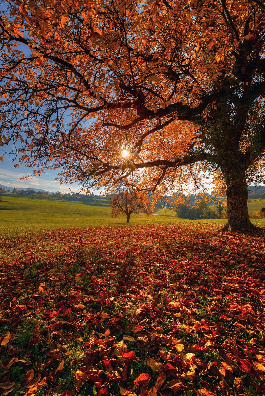 brown-leafed trees during daytime, richterswil, switzerland, soil HD wallpaper
