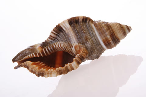 bone, close-up, closeup, coast, coastline, cockle-shell, conch HD wallpaper