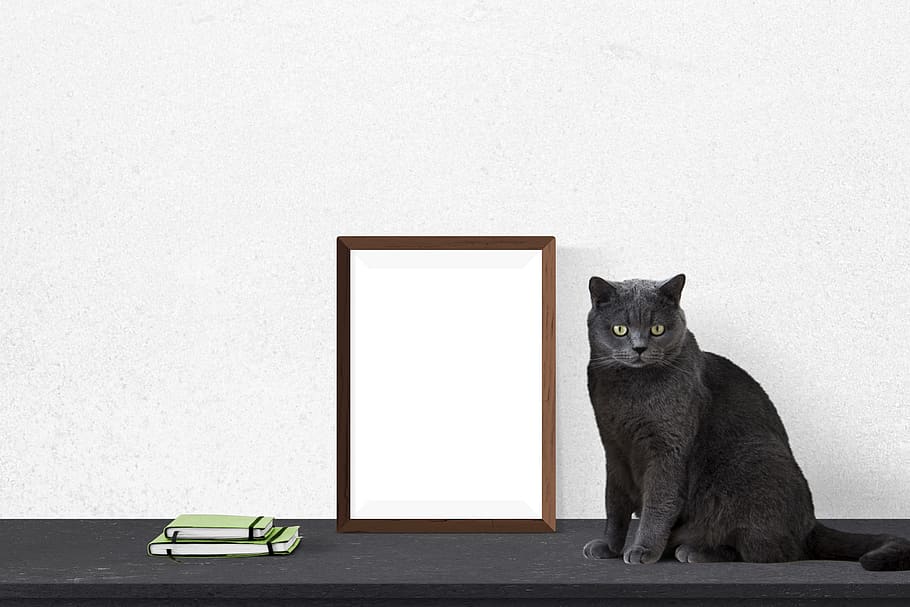 poster, frame, cat, books, mammal, copy space, pets, domestic HD wallpaper