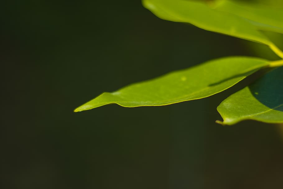 Macro Photography of Leaves, blur, blurred background, blurry HD wallpaper