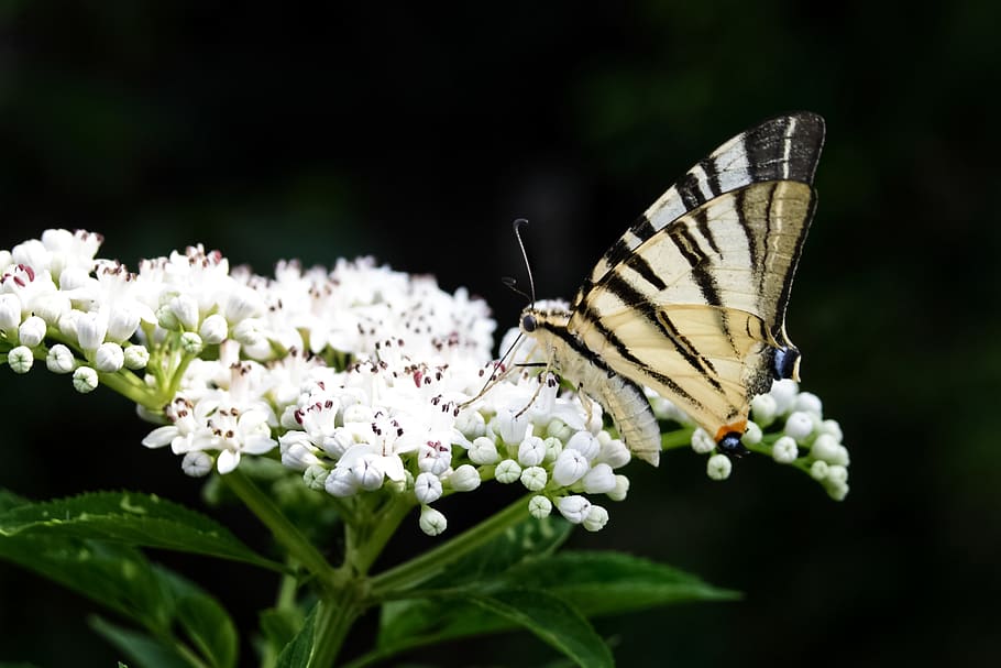 butterfly, flower, flowering plant, animal themes, one animal HD wallpaper