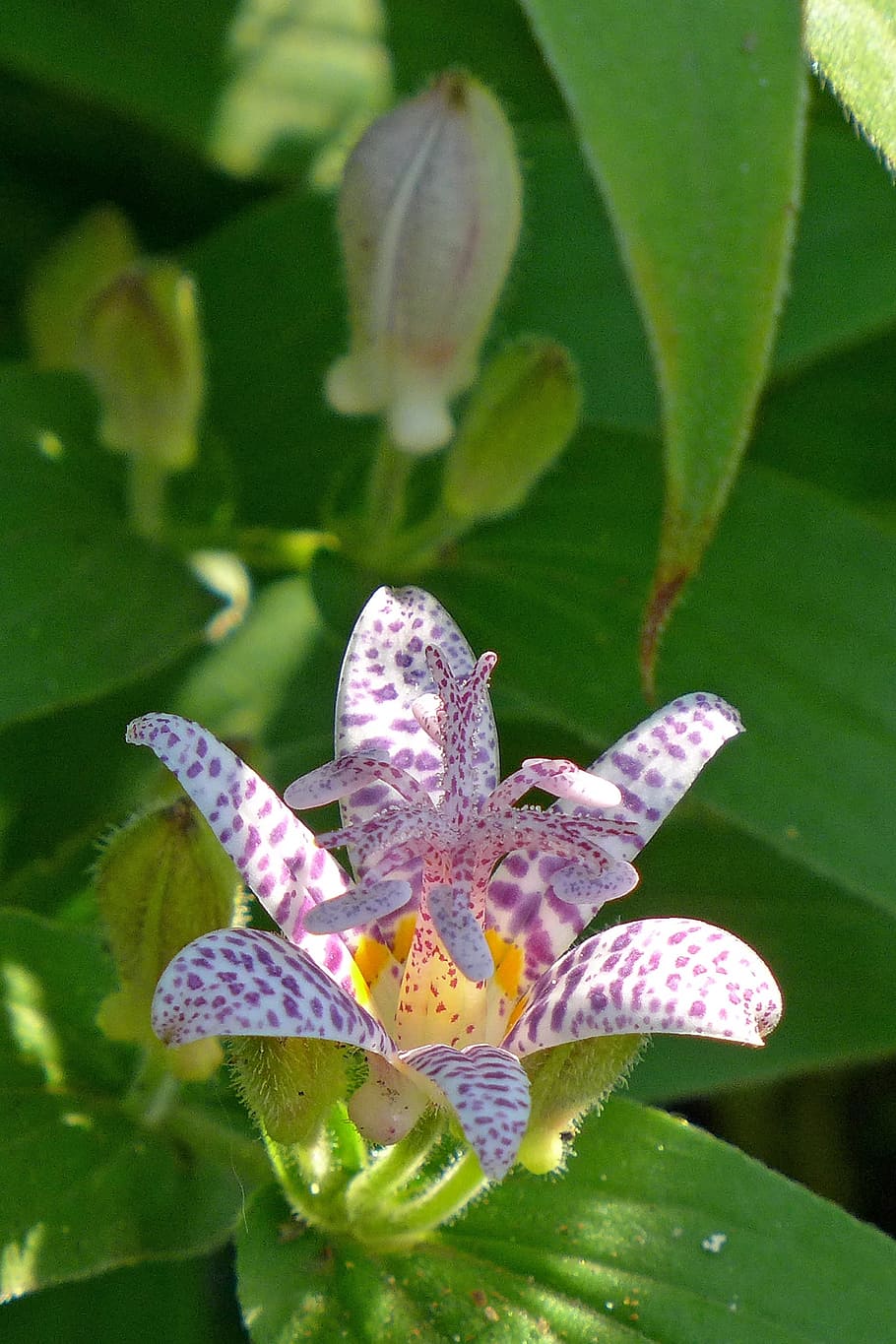 Toad lily is a shade loving perennial plant with orchid-like flowers that come into bloom in late summer-early fall.