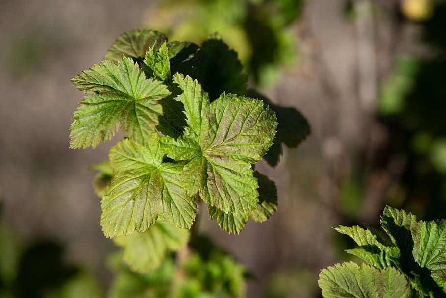 leaves, green, spring, currant, currant leaves, garden, vegetable garden HD wallpaper