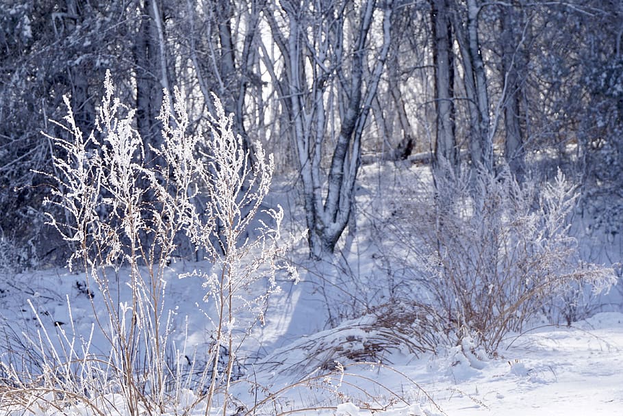 Trees Covered By Snow, cold, daytime, frost, ice, icy, nature HD wallpaper