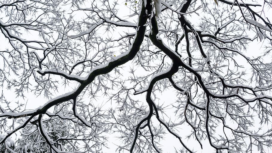 winter, west lake, snow, trees, vegetation, green, fractal HD wallpaper