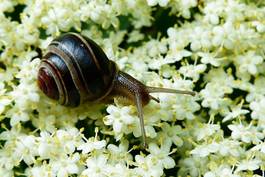 macrophotography of brown snail on white petaled flowers, invertebrate