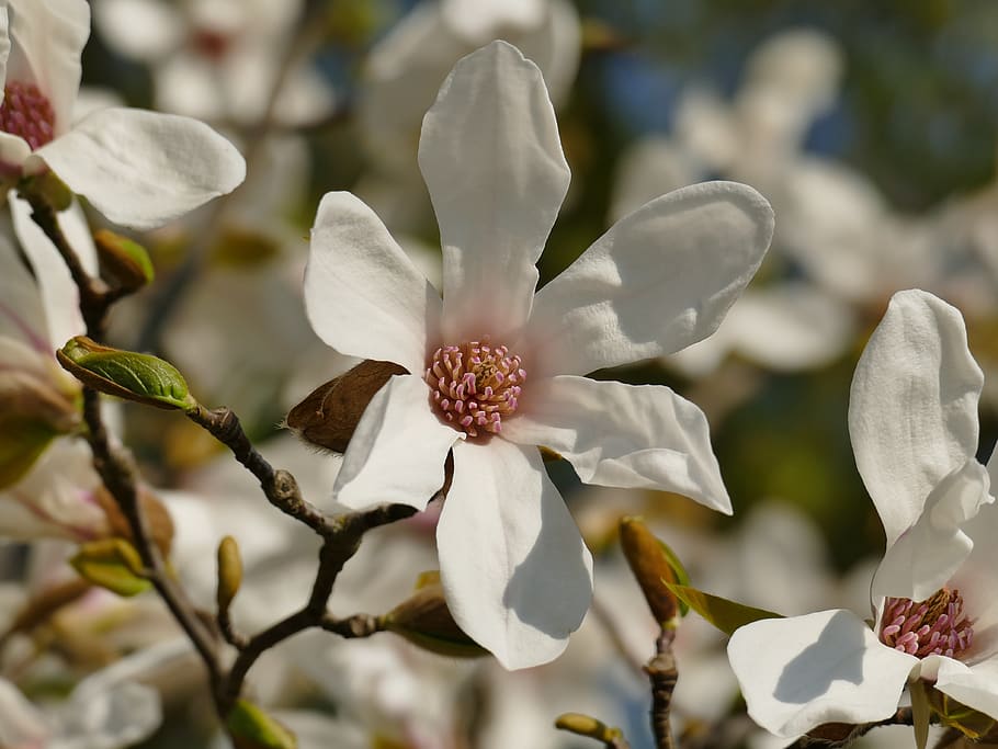 spring, tree, blossom, bloom, white, nature, branch, plant HD wallpaper