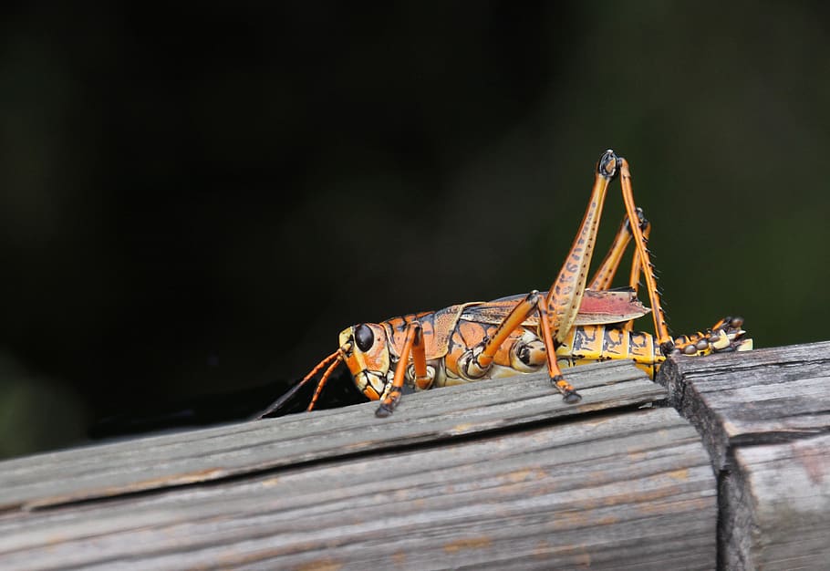 bug, grasshopper, lubber, insect, nature, wildlife, outdoor HD wallpaper