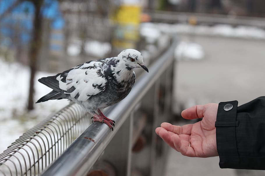 dove, winter, hungry, hand, man, pulls a hand, bird, wild bird HD wallpaper
