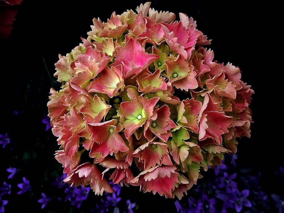 nature, flower, hydrangea, plant, garden, closeup, flowering plant HD wallpaper