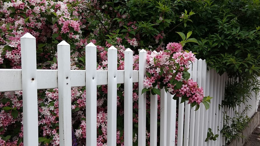 plant, fence, flower, flowering plant, boundary, barrier, nature HD wallpaper