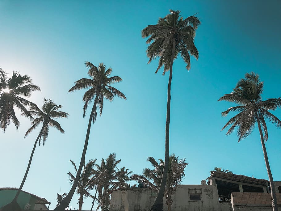 Several Tropical Trees, blue, blue sky, bright, clouds, coconut trees HD wallpaper
