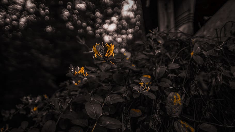 yellow, flower, bush, plant, nature, no people, growth, land HD wallpaper
