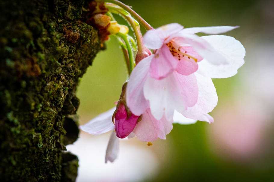 pink-petaled flowers, plant, blossom, pollen, invertebrate, honey bee, HD wallpaper