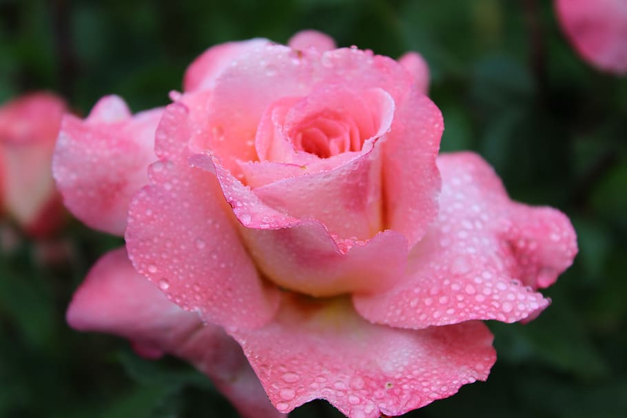 rasa rose, drip, pink, blossom, bloom, rain, beaded, flower HD wallpaper
