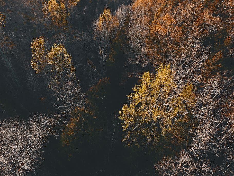 nature, landscape, woods, forest, trees, leaves, aerial, travel HD wallpaper