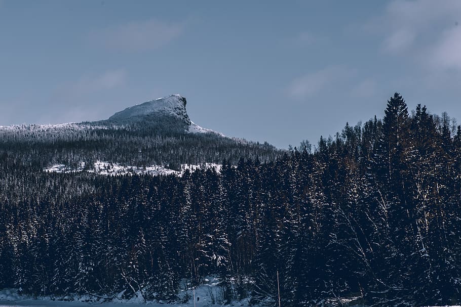 Forest Covered With Snow, cold, landscape, mountain, nature, scenic HD wallpaper