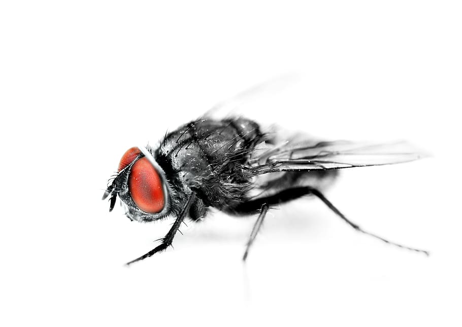 leaf, plant, animal, close, ground beetle, invertebrate, mosquito HD wallpaper