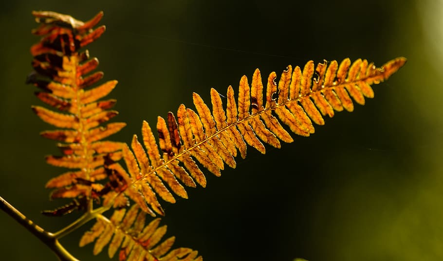 leaf, fern, autumn, fall, höst, herbst, season, sunlight, nature HD wallpaper