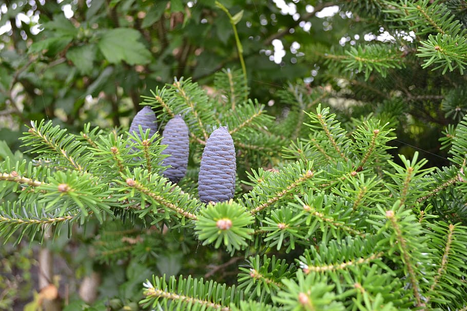 pine, apple, coniferous, needle, tree, plant, growth, nature HD wallpaper