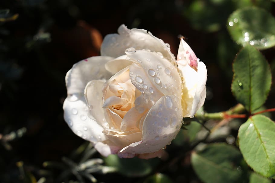 rose, dewdrop, nature, flower, petals, wet, close up, raindrop HD wallpaper