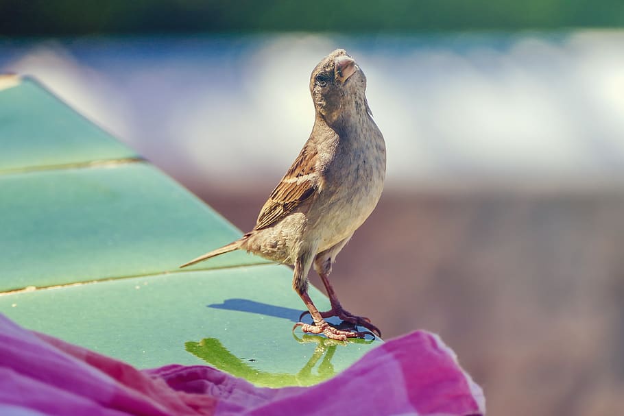 bird, sparrow, animal themes, animal wildlife, one animal, animals in the wild HD wallpaper