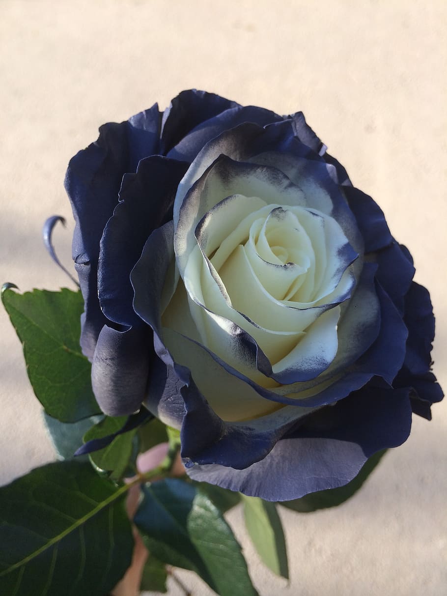 rose, flowers, petals, flowering plant, beauty in nature, inflorescence HD wallpaper