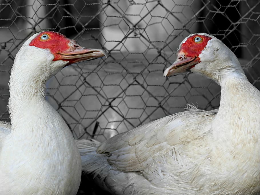 rate, pair, about, birds, two, domestic, funny, white, animal themes HD wallpaper