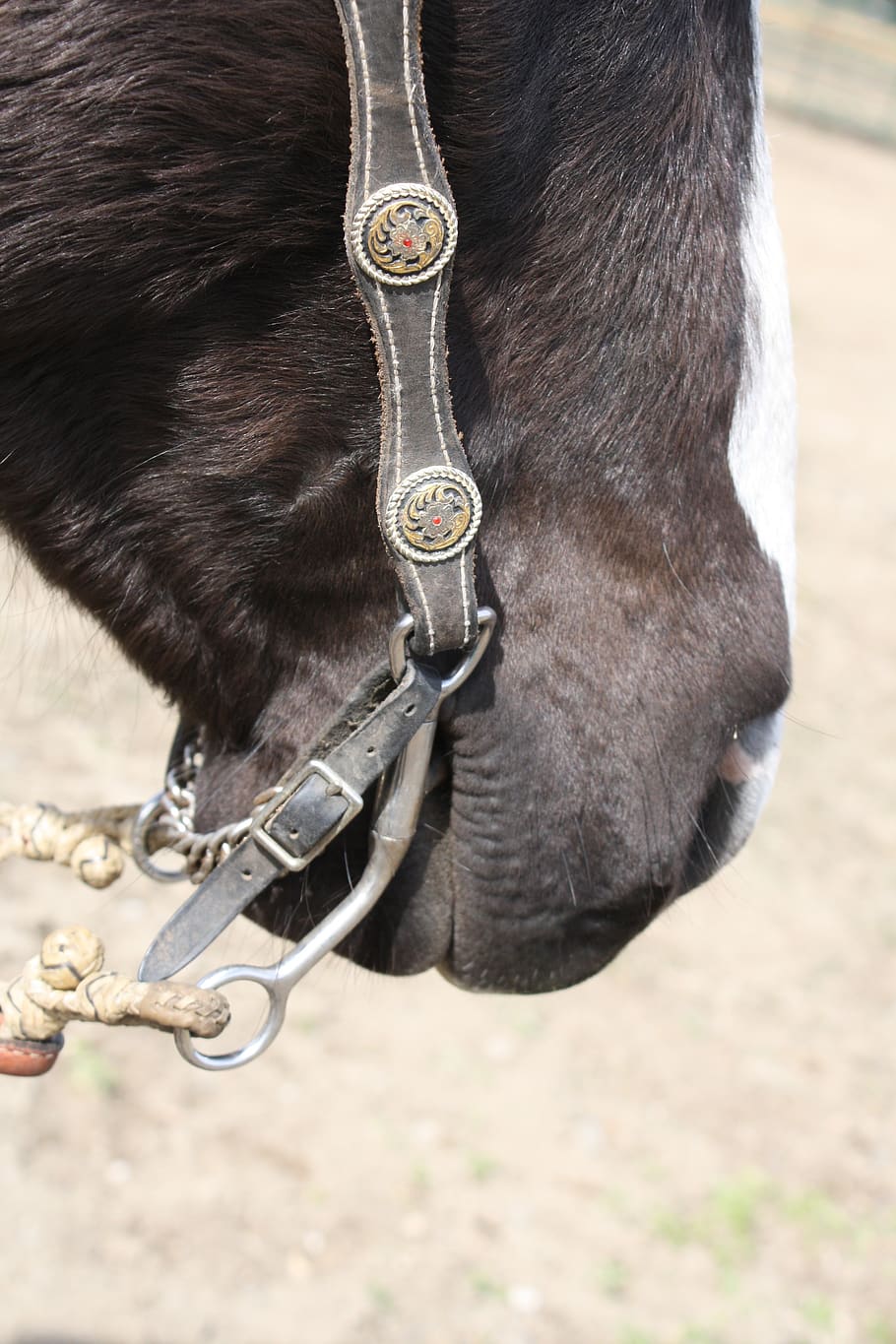 horse, bit, western, animal themes, one animal, domestic animals HD wallpaper
