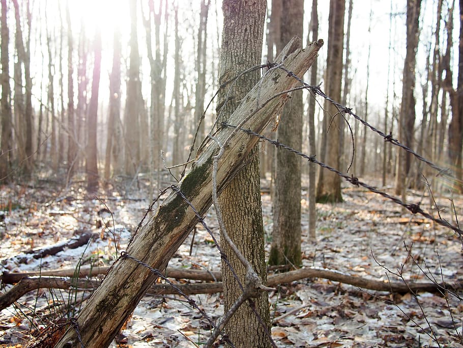 barbed wire, trees, forest, land, plant, trunk, tree trunk HD wallpaper