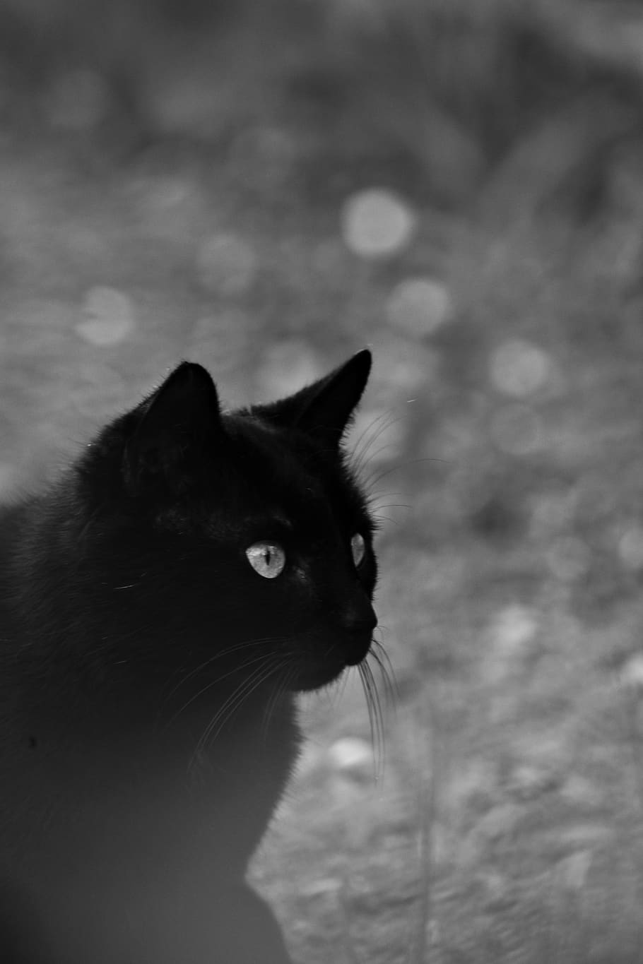 Black Cat, adorable, animal, black and white, black-and-white HD wallpaper