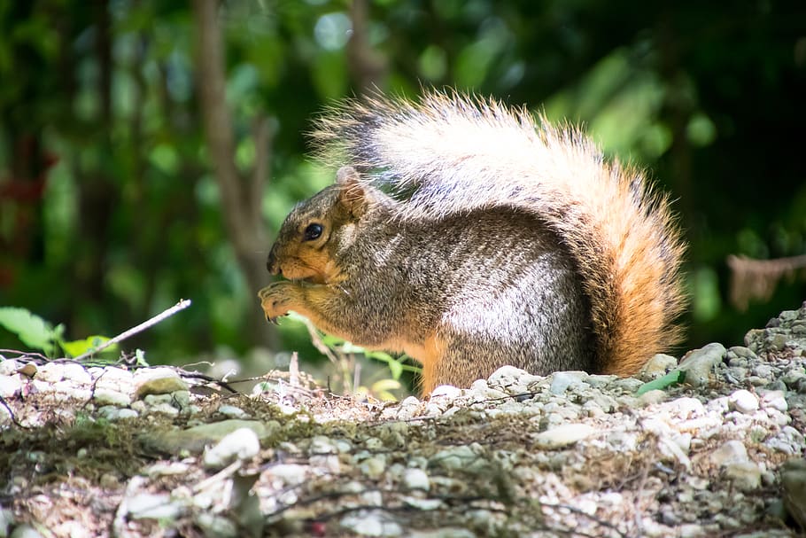 squirrel, eat, nut, acorn, animal, rodent, tail, nature, park HD wallpaper