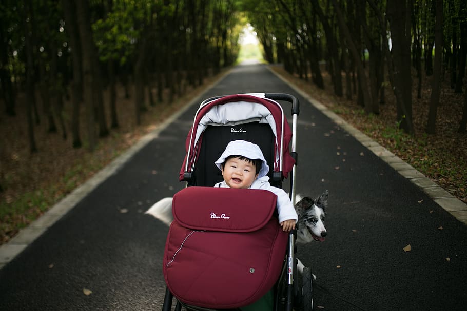 baby in stroller with dog at the back parked in the middle of road, HD wallpaper