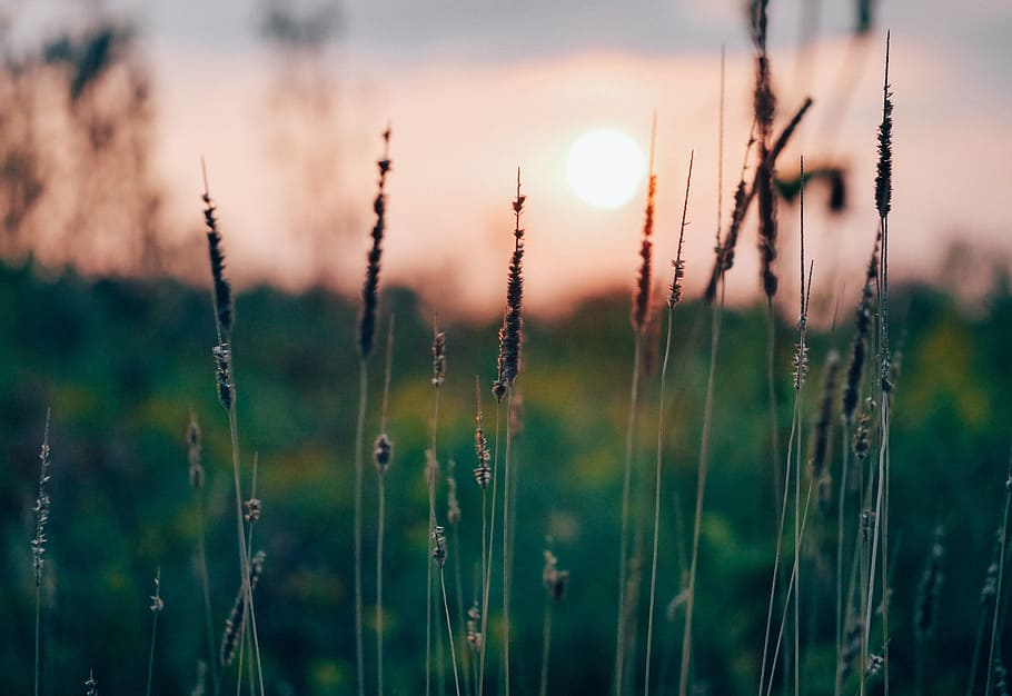 crops, plants, nature, brown, sunset, beauty in nature, grass HD wallpaper