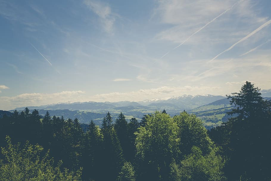Trees Under Blue Sky during Daytime, forest, HD wallpaper, landscape HD wallpaper