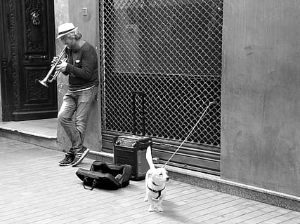 spain, málaga, calle, perro, trompeta, malaga, clima, melodia HD wallpaper