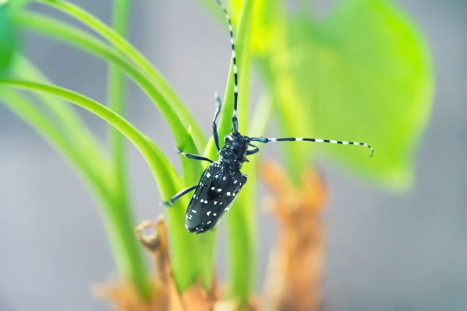 beetles, insect, plant, green, pets, animal themes, animal wildlife HD wallpaper