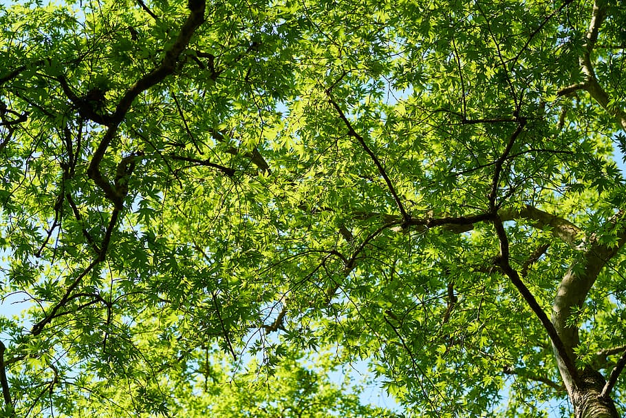 green, tree, branch, spring, the leaves are, nature, forest HD wallpaper
