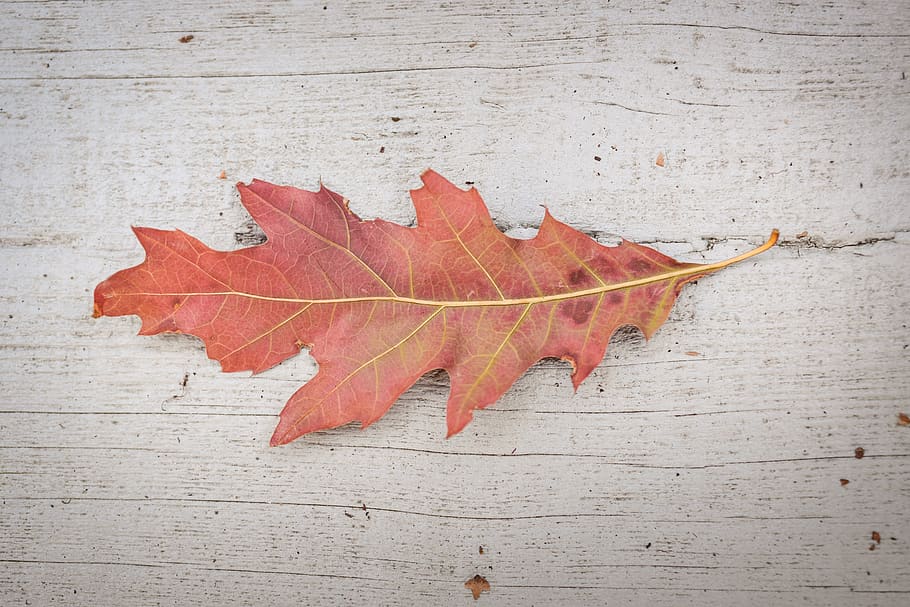 oak, leaf, isolated, leaves, autumn, nature, tree, brown, acorns HD wallpaper