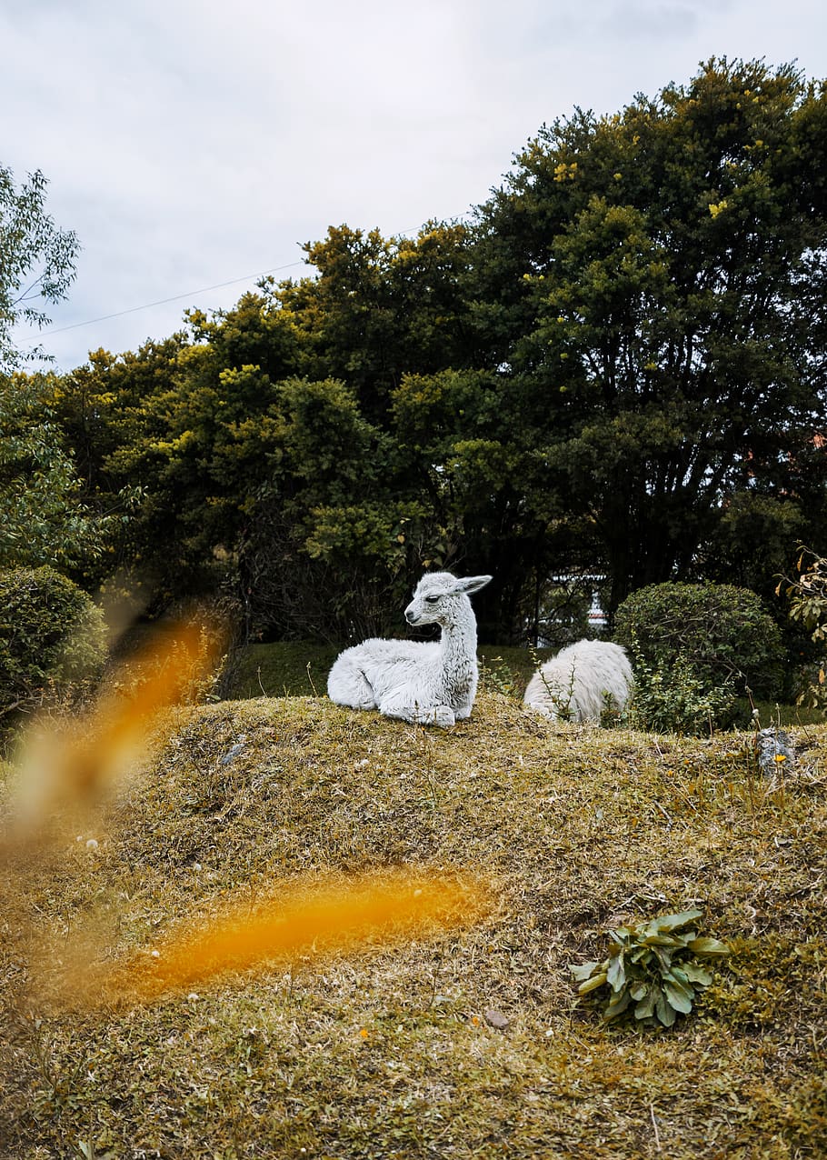 white lamb on brown lan, animal, mammal, sheep, ground, gravel